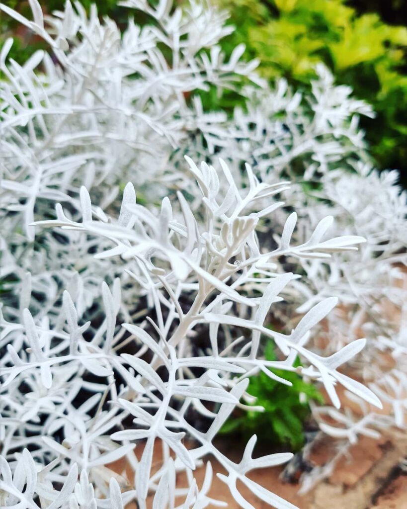 A Cinerária-marítima encanta com folhas prateadas e textura aveludada