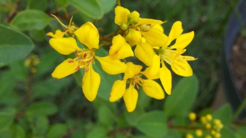 Galphimia brasiliensis: como cultivar o triális, o “mini resedá” que floresce o ano inteiro