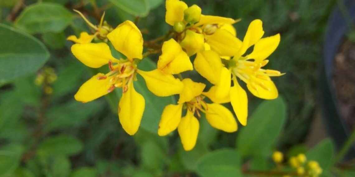 Galphimia brasiliensis: como cultivar o triális, o “mini resedá” que floresce o ano inteiro