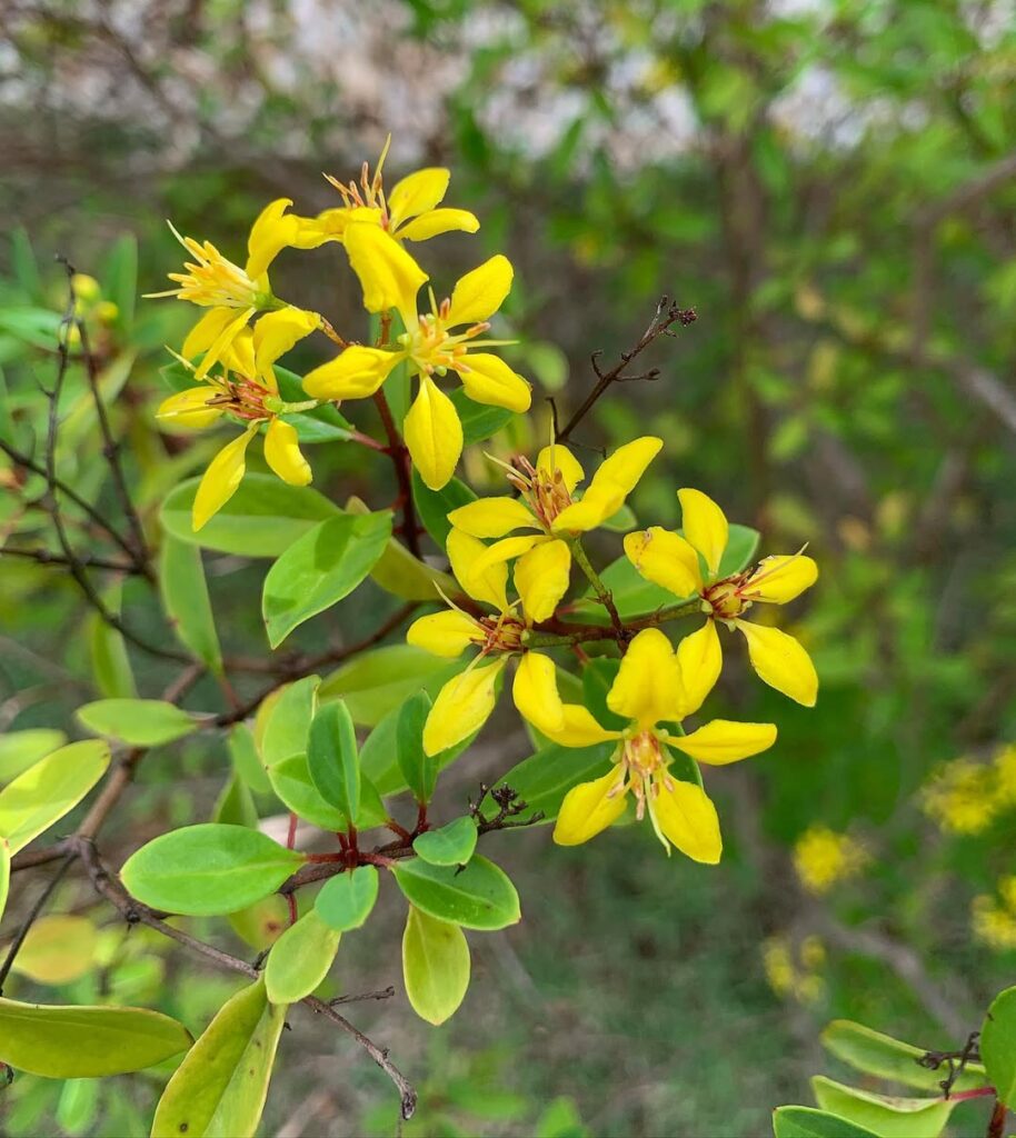 Galphimia brasiliensis: como cultivar o triális, o “mini resedá” que floresce o ano inteiro