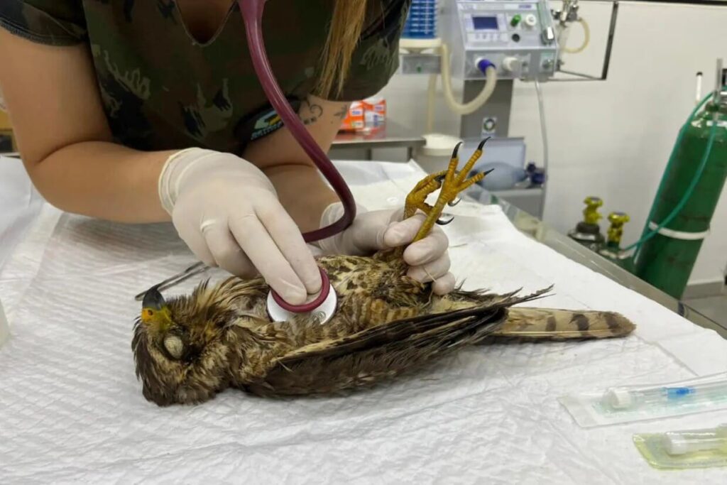 Após o tornado no Paraná, Unicentro se torna refúgio para animais silvestres feridos