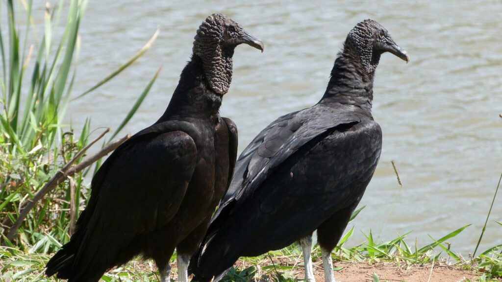 IAT reforça alerta para proteger a fauna silvestre durante o período reprodutivo