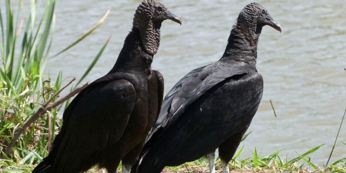 Foto: Prefeitura de Araraquara