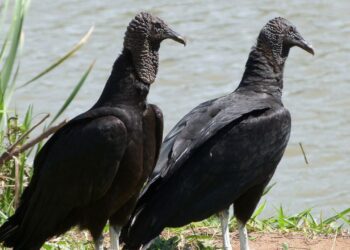 Foto: Prefeitura de Araraquara