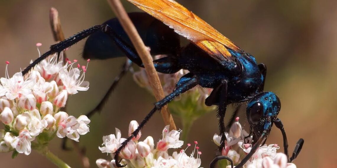 Cavalo‑do‑cão: a vespa gigante que domina aranhas e impressiona pela força