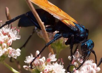 Cavalo‑do‑cão: a vespa gigante que domina aranhas e impressiona pela força