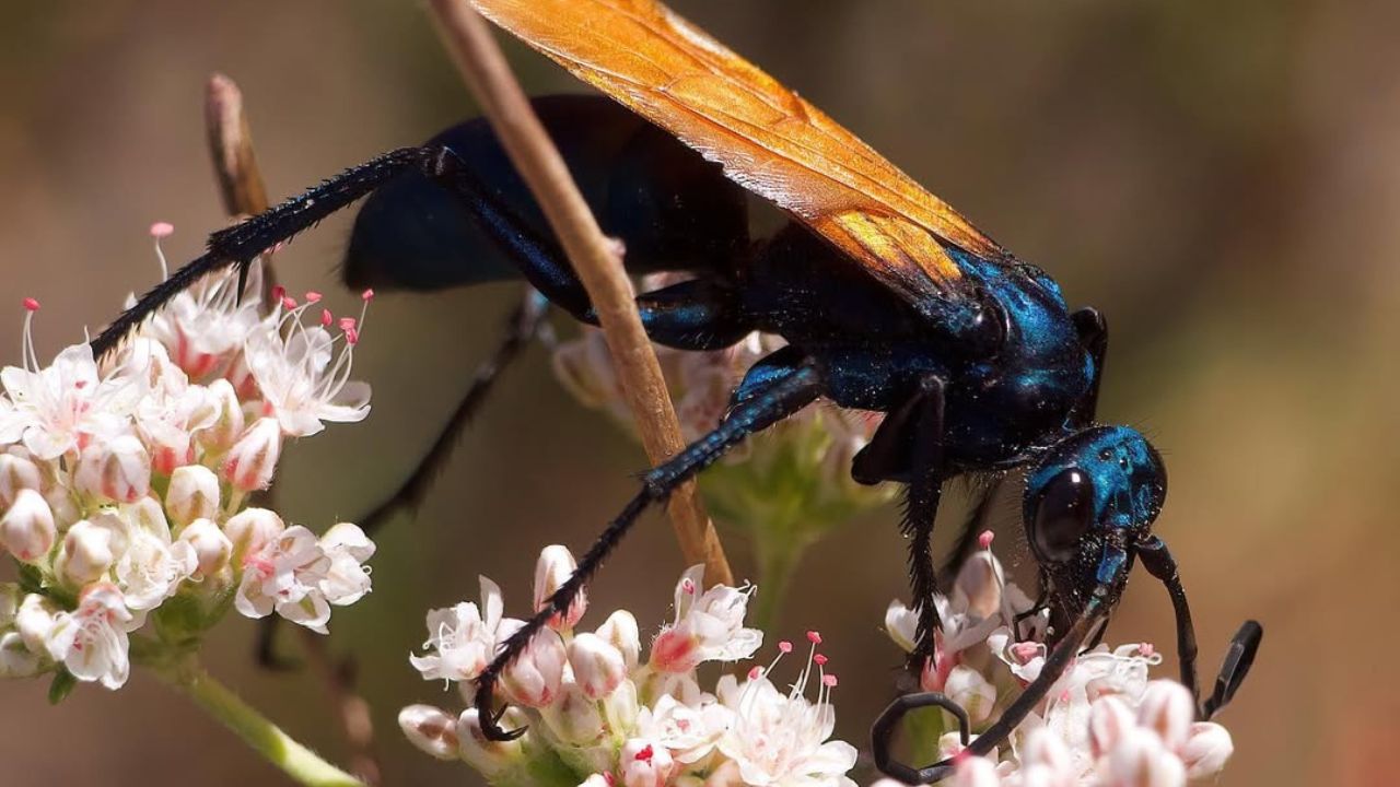 Cavalo‑do‑cão: a vespa gigante que domina aranhas e impressiona pela força