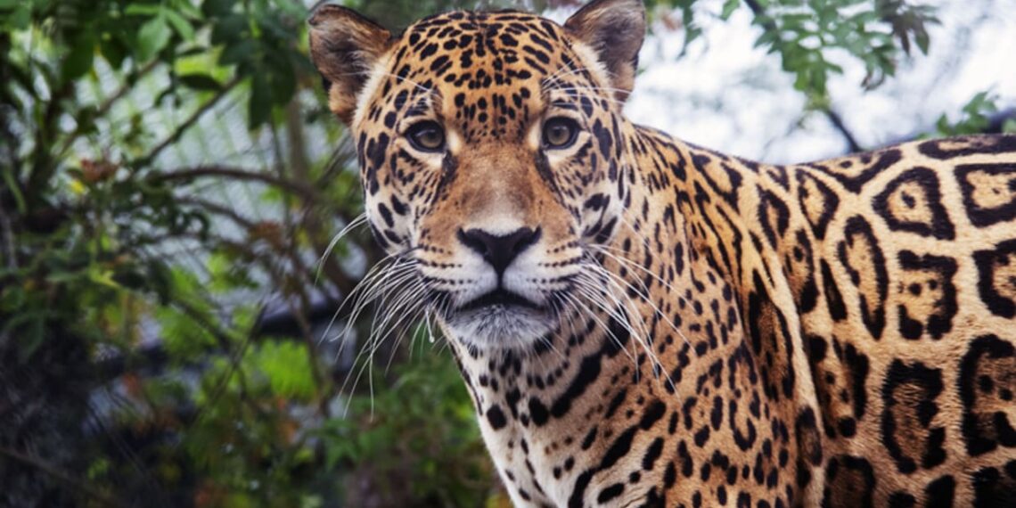 Foto: Ricardo Marajó/SECOM