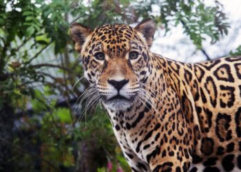 Foto: Ricardo Marajó/SECOM