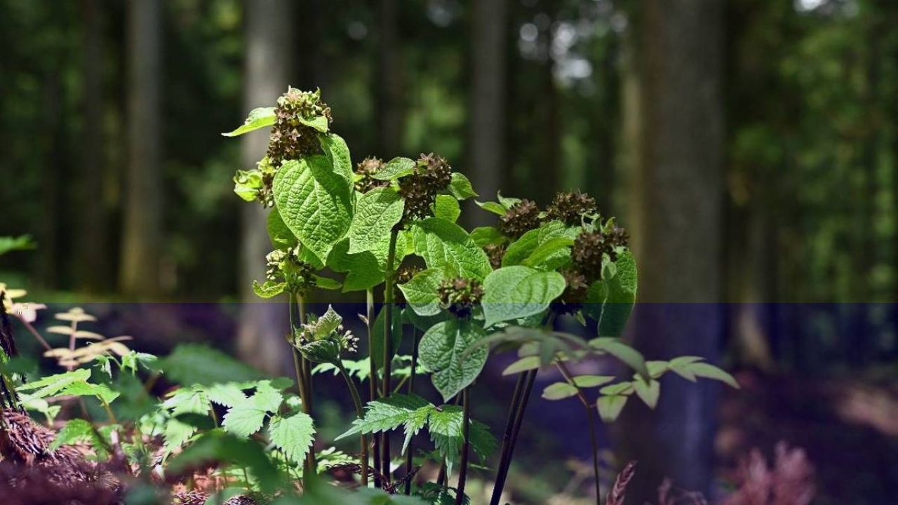 Planta japonesa engana insetos ao reproduzir o cheiro de formigas feridas