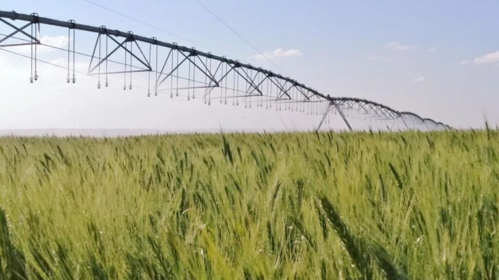 Irrigação no ponto certo reduz emissões do trigo no Cerrado em até 50%