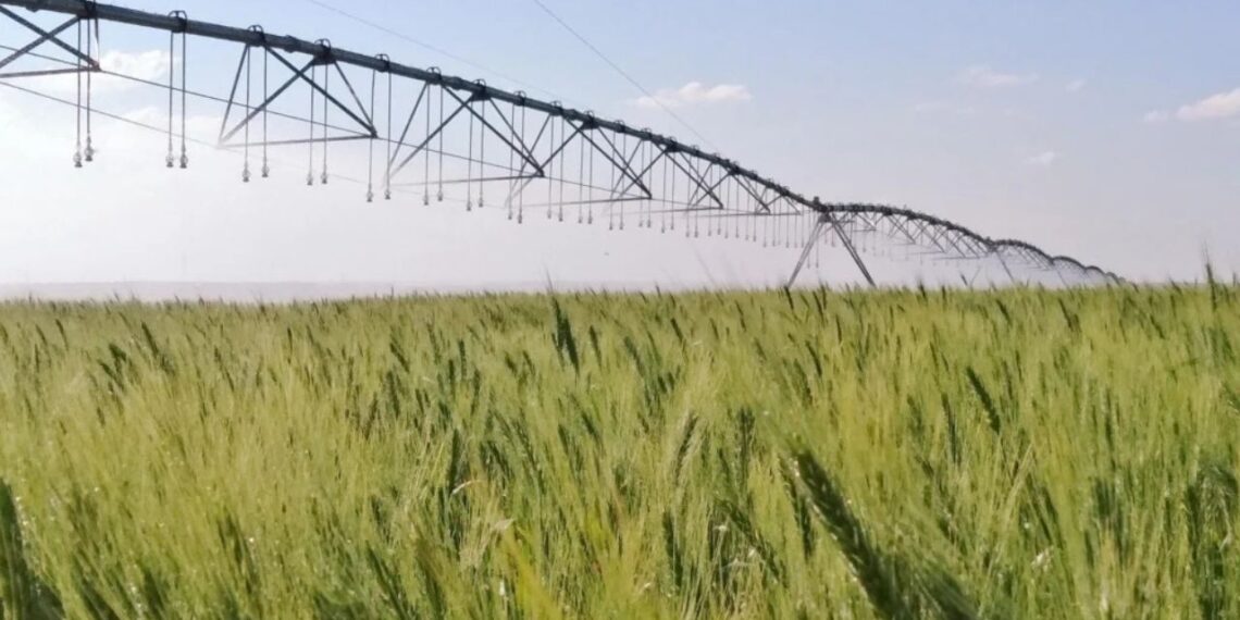 Foto: Jorge Chagas/Embrapa