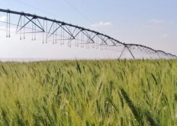 Foto: Jorge Chagas/Embrapa