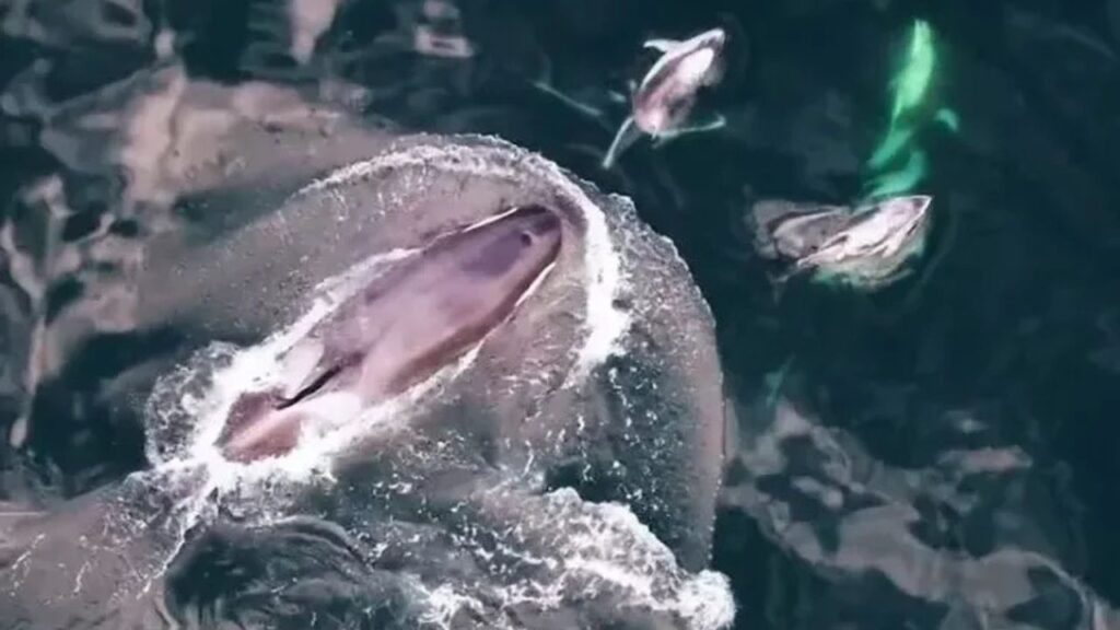 Orcas e golfinhos lado a lado: drones revelam encontros pacíficos que desafiam o “mito do predador”