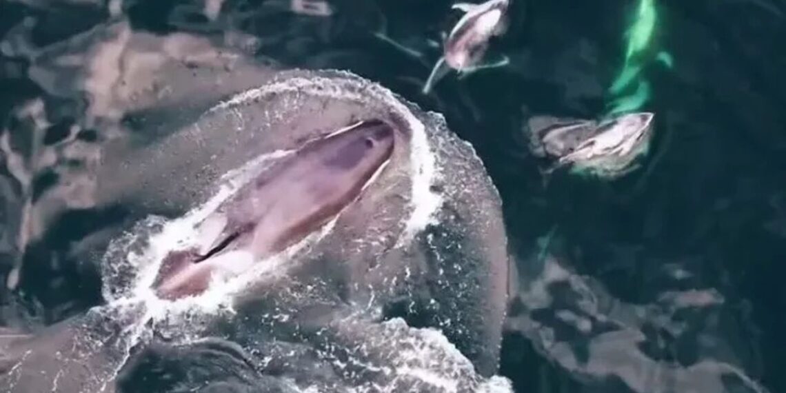 Golfinhos e baleias: imagens capturadas por drones mostram os animais nadando juntos (Brittany C. Visona-Kelly/Reprodução)