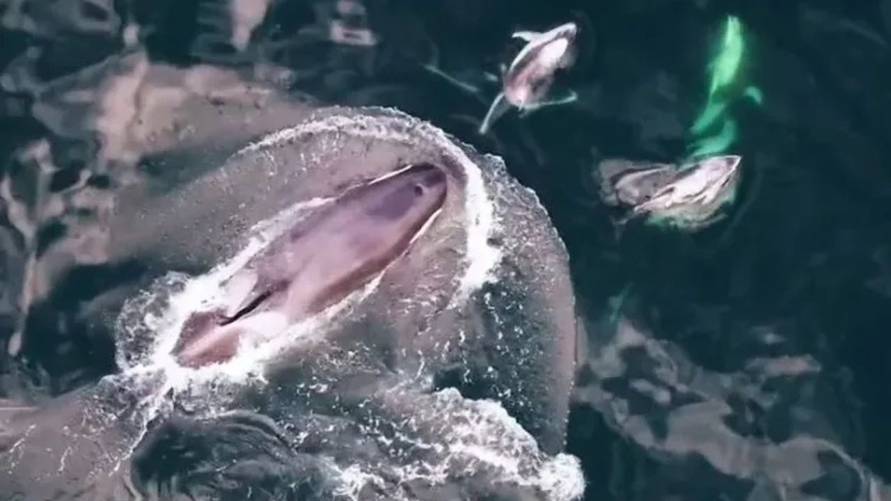 Orcas e golfinhos lado a lado: drones revelam encontros pacíficos que desafiam o “mito do predador”