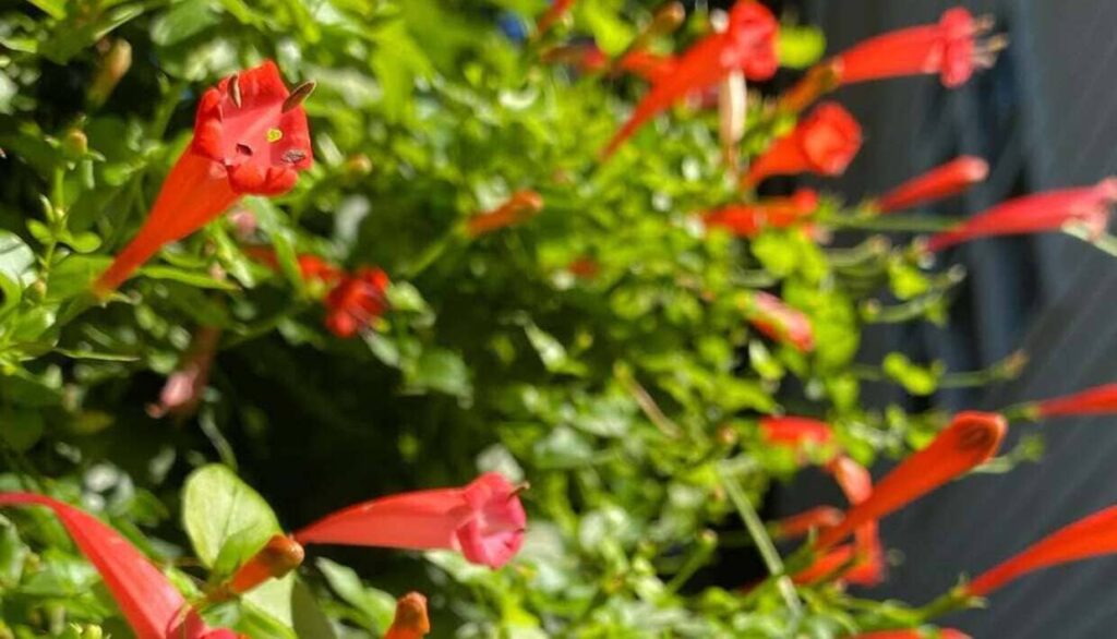 Trepadeira-sanguínea: o encanto tropical da Manettia cordifolia no paisagismo brasileiro