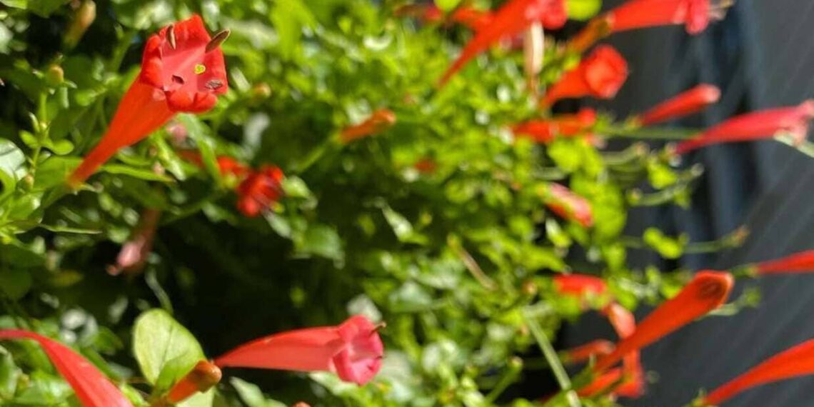 Trepadeira-sanguínea: o encanto tropical da Manettia cordifolia no paisagismo brasileiro