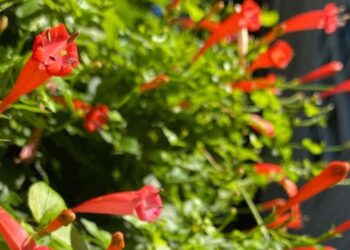 Trepadeira-sanguínea: o encanto tropical da Manettia cordifolia no paisagismo brasileiro