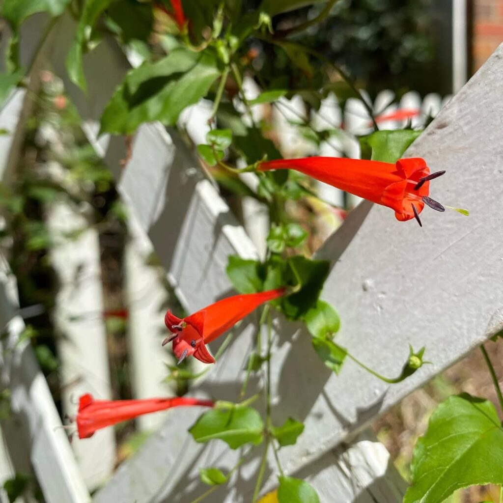 Trepadeira-sanguínea: o encanto tropical da Manettia cordifolia no paisagismo brasileiro