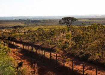 Foto: Licia Rubinstein/Agência IBGE Notícias