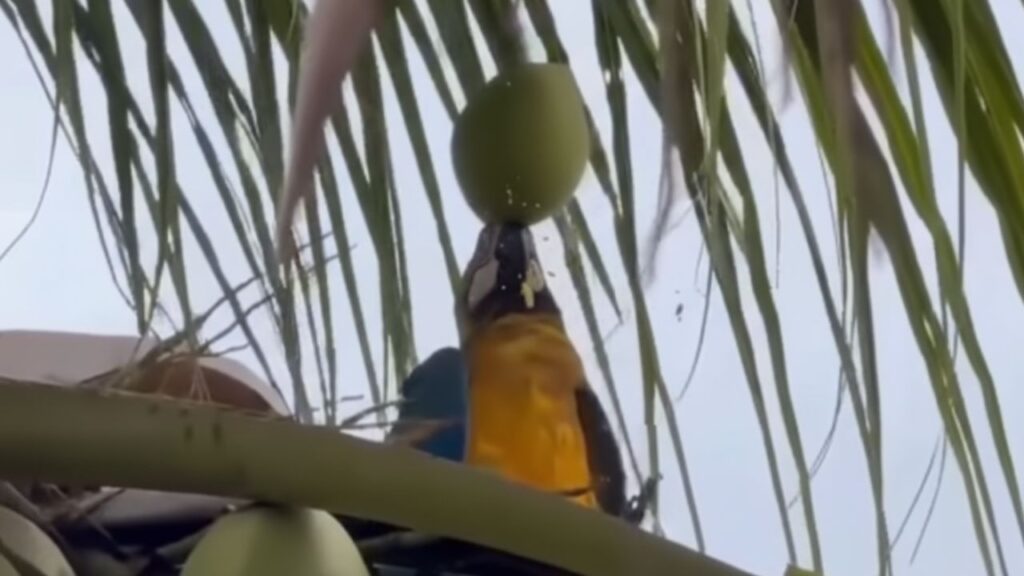 Vídeo: Arara surpreende ao abrir coco sozinho em Cuiabá e vídeo atinge 2 milhões de views