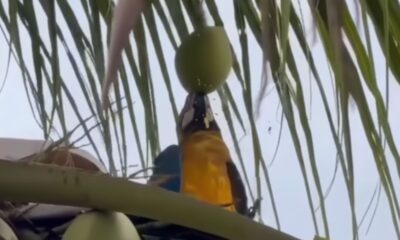 Vídeo: Arara surpreende ao abrir coco sozinho em Cuiabá e vídeo atinge 2 milhões de views