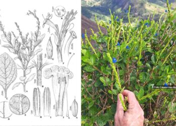 Nova flor azul da Mata Atlântica revela riqueza escondida em formação rochosa da Bahia