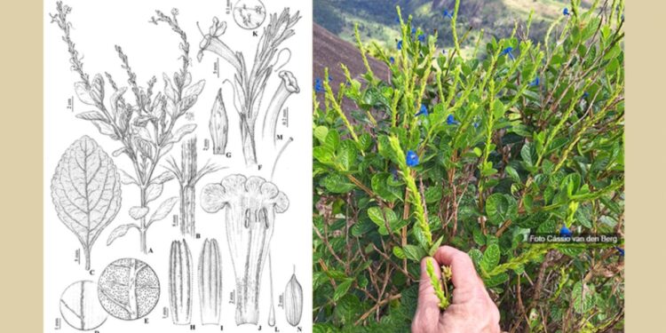 Nova flor azul da Mata Atlântica revela riqueza escondida em formação rochosa da Bahia