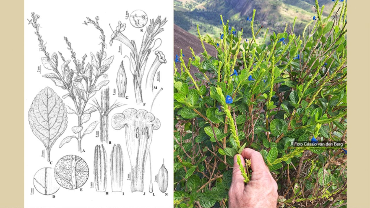 Nova flor azul da Mata Atlântica revela riqueza escondida em formação rochosa da Bahia