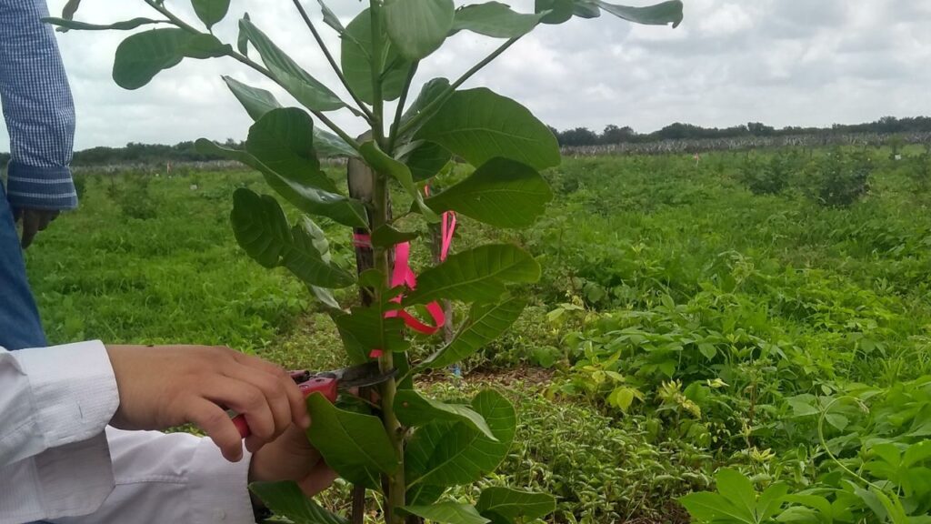 Curso online da Embrapa ensina técnicas corretas de poda para cajueiro-anão