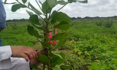 Curso online da Embrapa ensina técnicas corretas de poda para cajueiro-anão