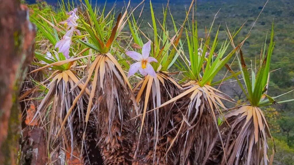 A elegância rústica da canela-de-ema (Vellozia spp.)