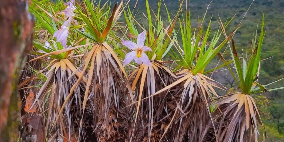 A elegância rústica da canela-de-ema (Vellozia spp.)