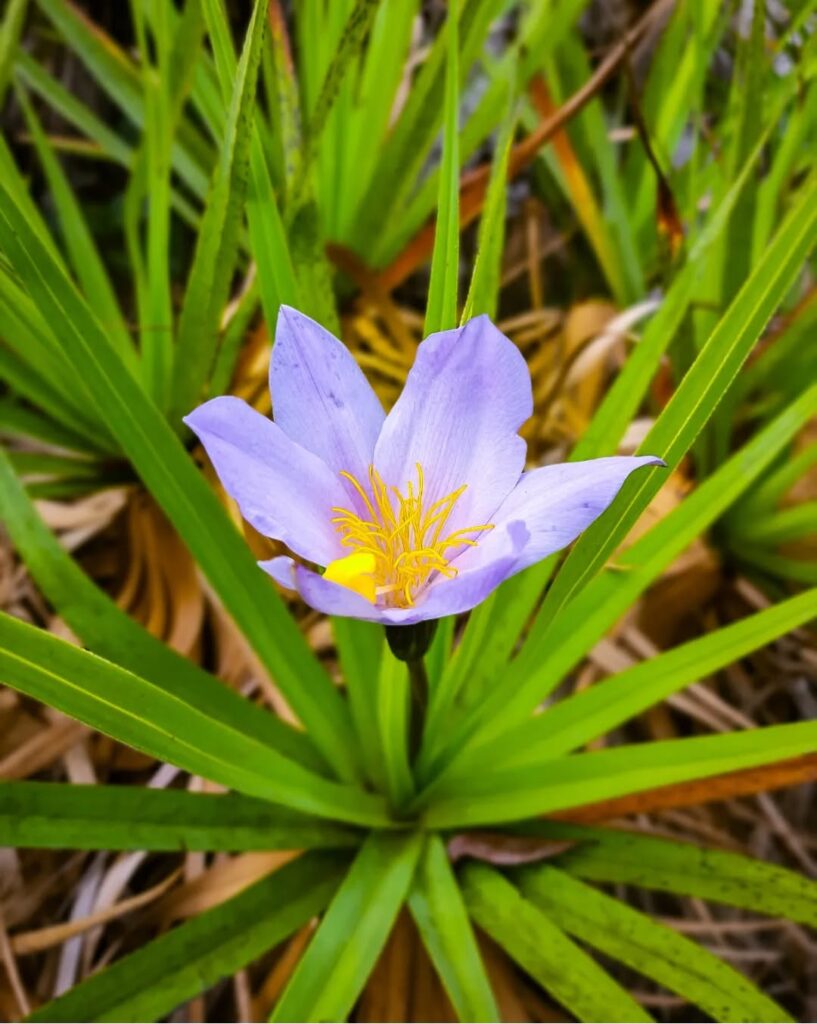 A elegância rústica da canela-de-ema (Vellozia spp.)