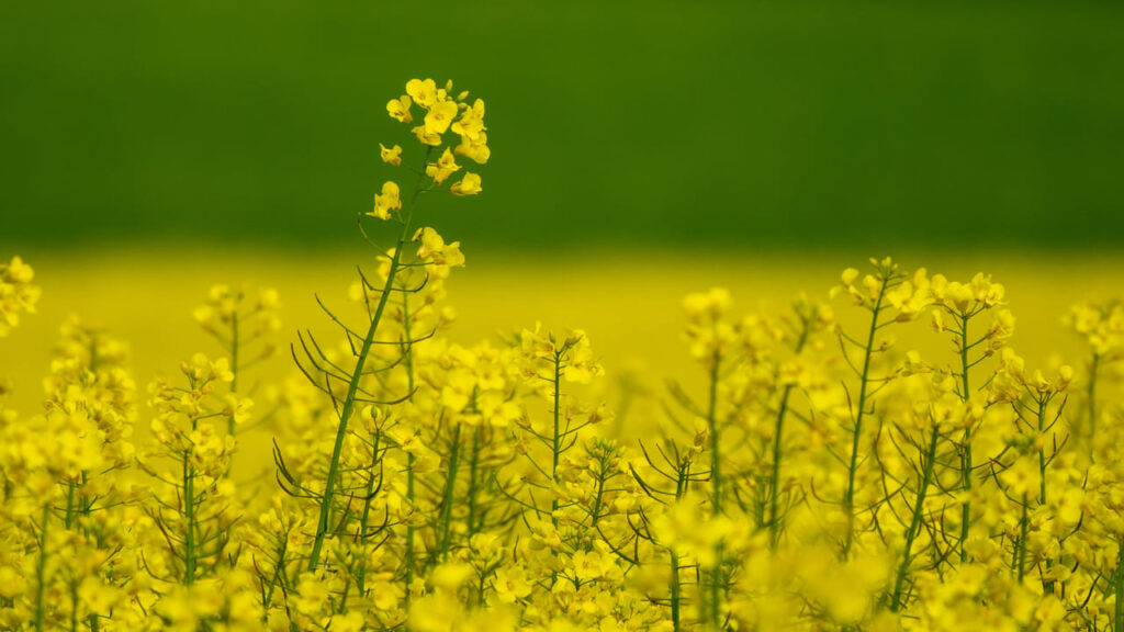 3tentos dá início ao processamento de canola no RS com foco em biodiesel e expansão da cultura no inverno