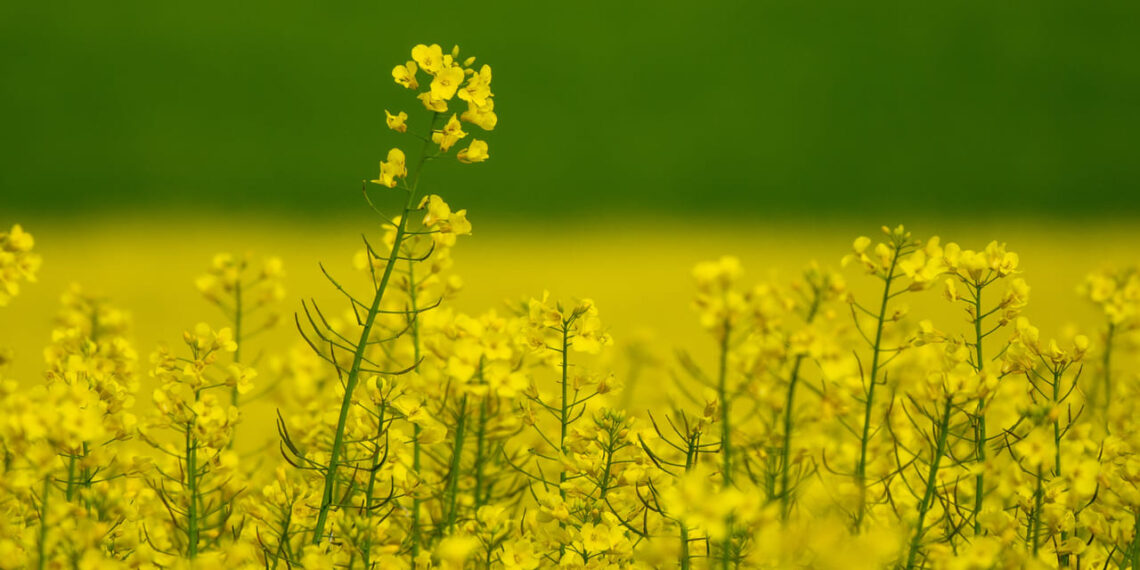 3tentos dá início ao processamento de canola no RS com foco em biodiesel e expansão da cultura no inverno
