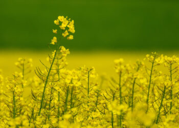 3tentos dá início ao processamento de canola no RS com foco em biodiesel e expansão da cultura no inverno
