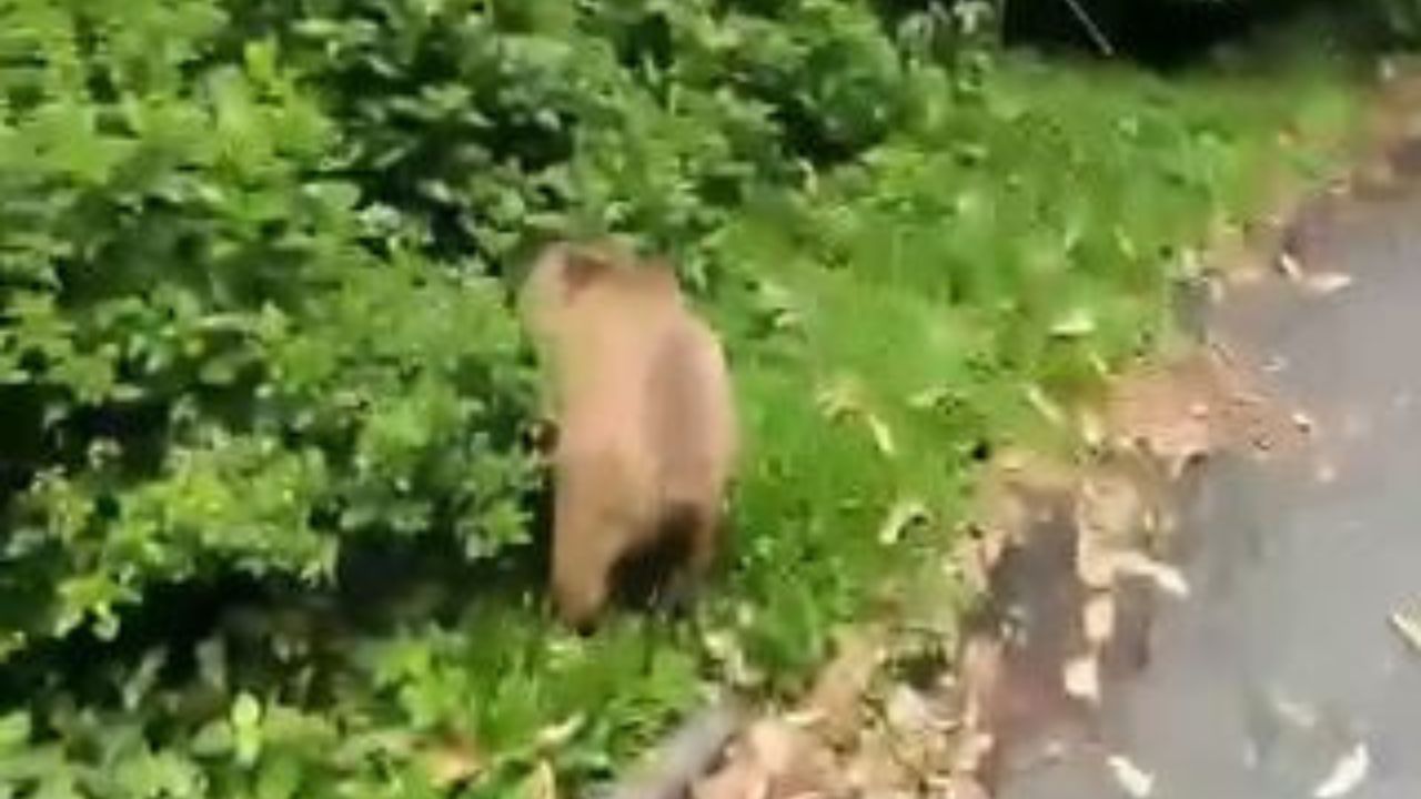 Capivara desorientada mobiliza resgate no Centro de Curitiba