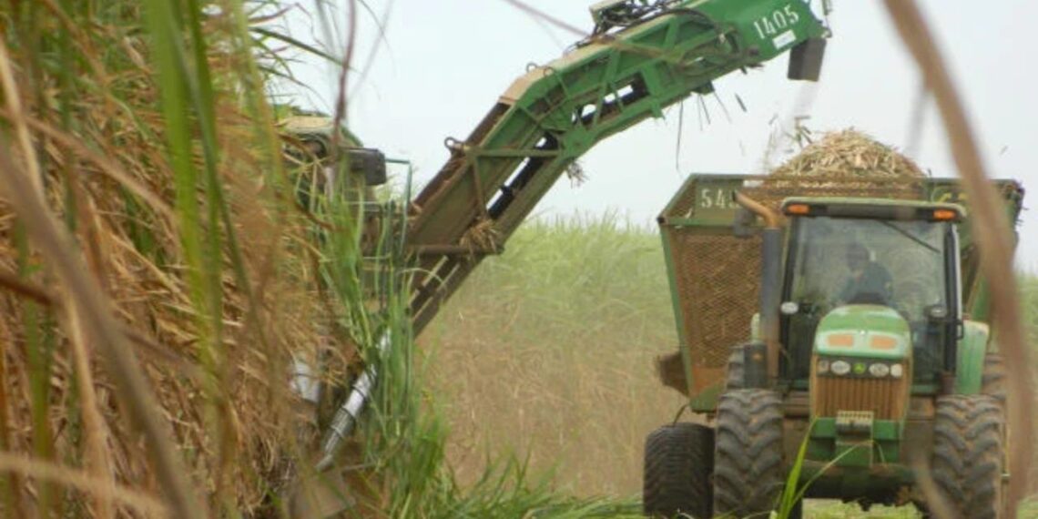 Foto: Neide Makiko/ Embrapa Informática Agropecuária