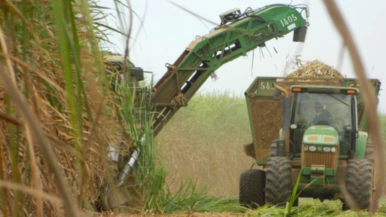 Centro-Sul desacelera moagem na reta final da safra e processa menos cana em novembro
