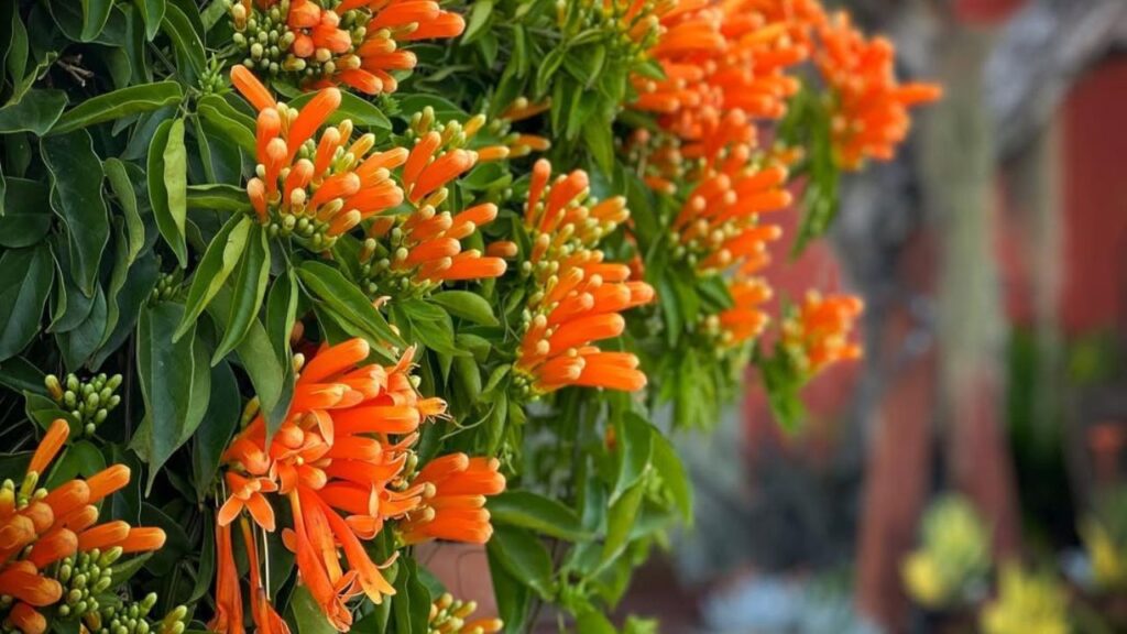 Essa planta resistente cobre cercas e pergolados com flores alaranjadas por meses