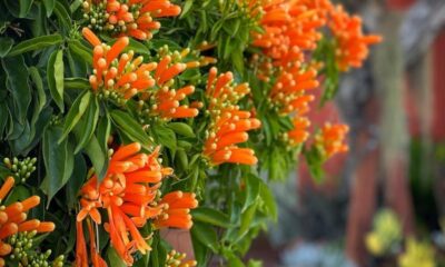 Essa planta resistente cobre cercas e pergolados com flores alaranjadas por meses