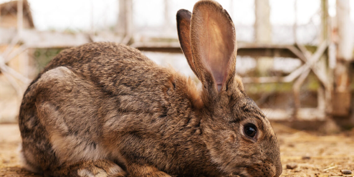 Técnica de ordenha de coelhas abre nova fase para a cunicultura brasileira