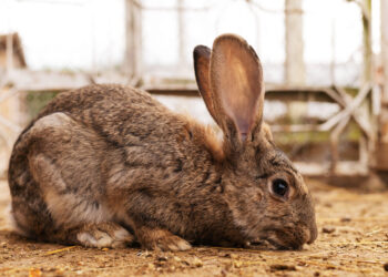 Técnica de ordenha de coelhas abre nova fase para a cunicultura brasileira
