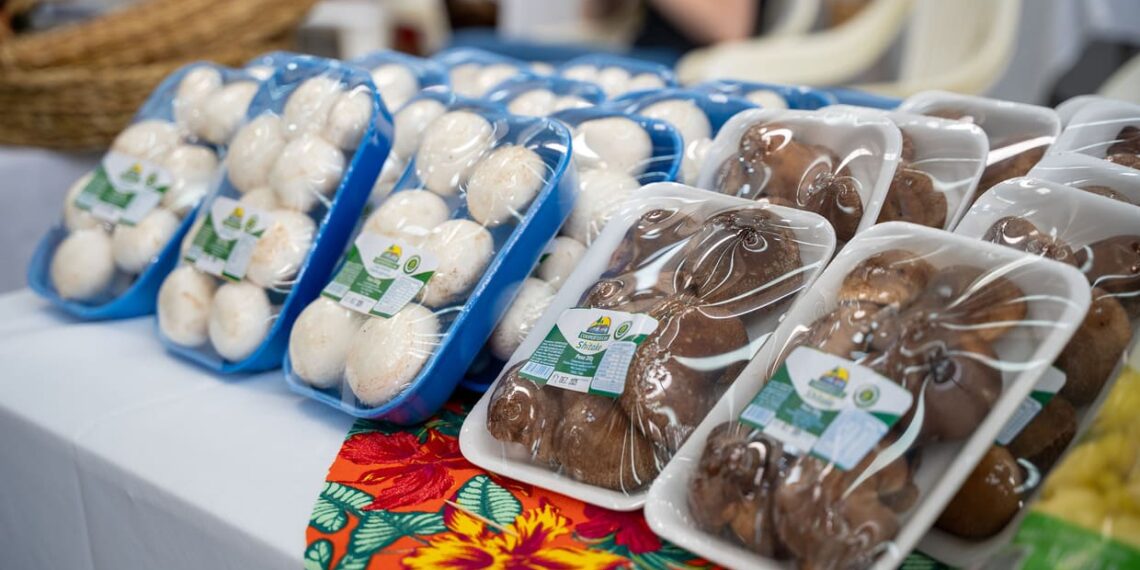 Paraná consolida protagonismo e quase mil toneladas de cogumelos impulsionam nova fase da produção estadual