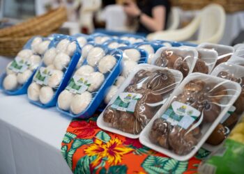 Paraná consolida protagonismo e quase mil toneladas de cogumelos impulsionam nova fase da produção estadual