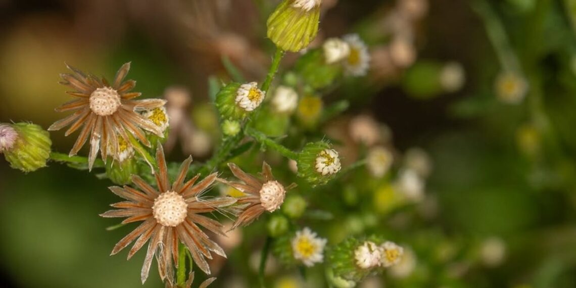 Bactéria do semiárido brasileiro desponta como aliada no combate à buva