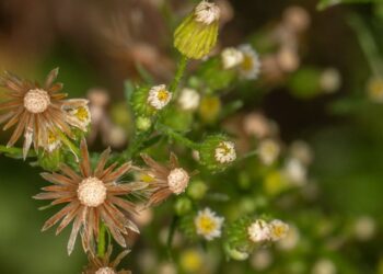 Bactéria do semiárido brasileiro desponta como aliada no combate à buva