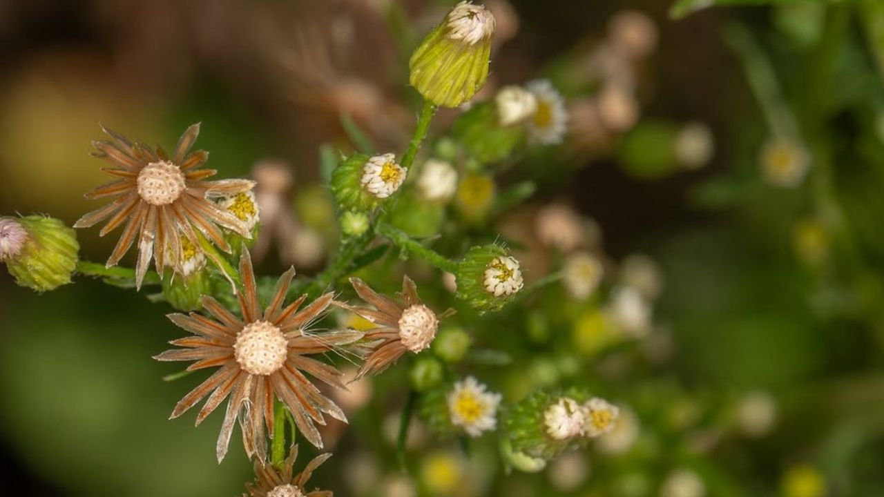 Bactéria do semiárido brasileiro desponta como aliada no combate à buva